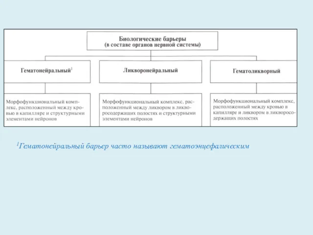 1Гематонейральный барьер часто называют гематоэнцефалическим