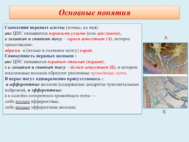 Основные понятия Скопления нервных клеток (точнее, их тел): вне ЦНС