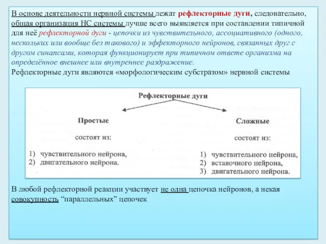 В основе деятельности нервной системы лежат рефлекторные дуги, следовательно, общая