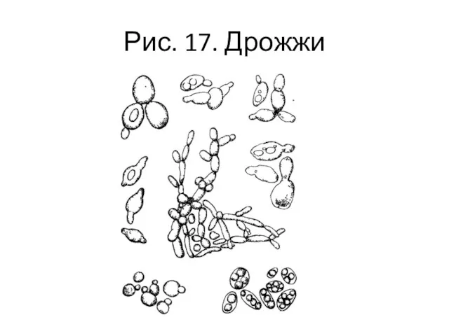 Рис. 17. Дрожжи