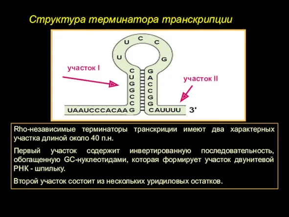 Структура терминатора транскрипции участок I участок II Rho-независимые терминаторы транскриции