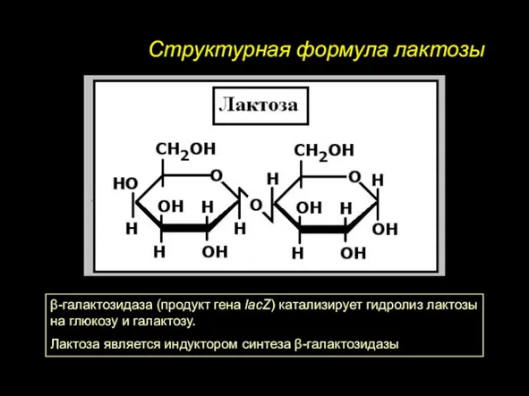 Структурная формула лактозы β-галактозидаза (продукт гена lacZ) катализирует гидролиз лактозы