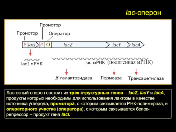 lac-оперон Лактозный оперон состоит из трех структурных генов – lacZ,