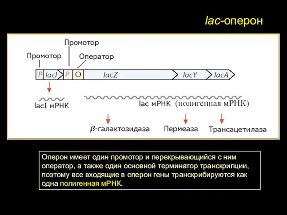 lac-оперон Оперон имеет один промотор и перекрывающийся с ним оператор,