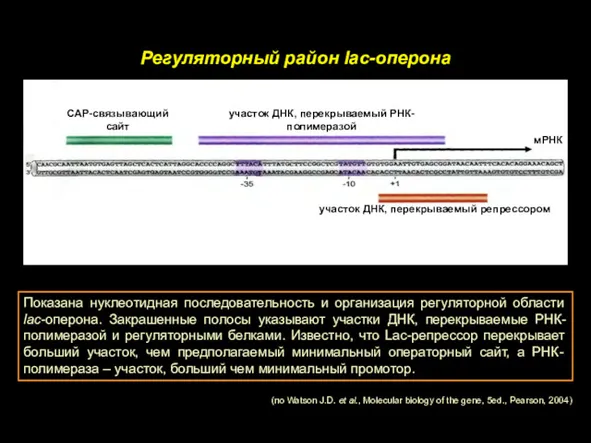 Регуляторный район lac-оперона Показана нуклеотидная последовательность и организация регуляторной области