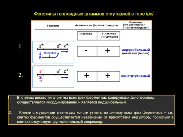 Фенотипы гаплоидных штаммов с мутацией в гене lacI В клетках