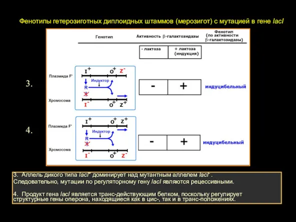 3. Аллель дикого типа lacI+ доминирует над мутантным аллелем lacI-