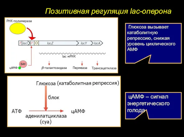 Позитивная регуляция lac-оперона Глюкоза вызывает катаболитную репрессию, снижая уровень циклического АМФ цАМФ – сигнал энергетического голода