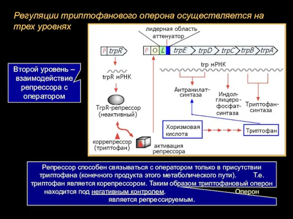 Регуляции триптофанового оперона осуществляется на трех уровнях Второй уровень –взаимодействие