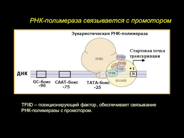 РНК-полимераза связывается с промотором TFIID – позиционирующий фактор, обеспечивает связывание РНК-полимеразы с промотором.