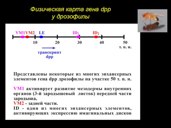 Физическая карта гена dpp у дрозофилы