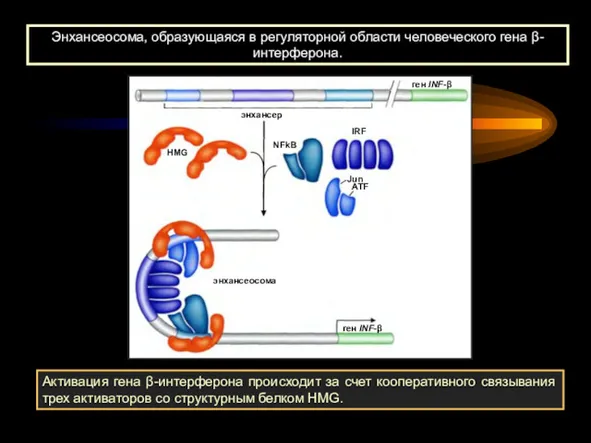 Энхансеосома, образующаяся в регуляторной области человеческого гена β-интерферона. Активация гена