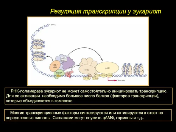 Регуляция транскрипции у эукариот РНК-полимераза эукариот не может самостоятельно инициировать