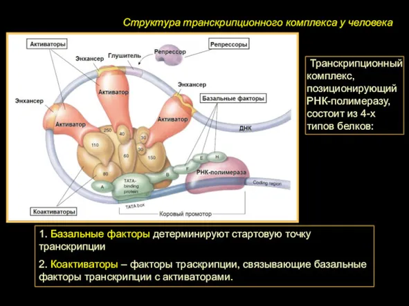 Транскрипционный комплекс, позиционирующий РНК-полимеразу, состоит из 4-х типов белков: Структура