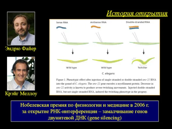 История открытия Эндрю Файер Нобелевская премия по физиологии и медицине
