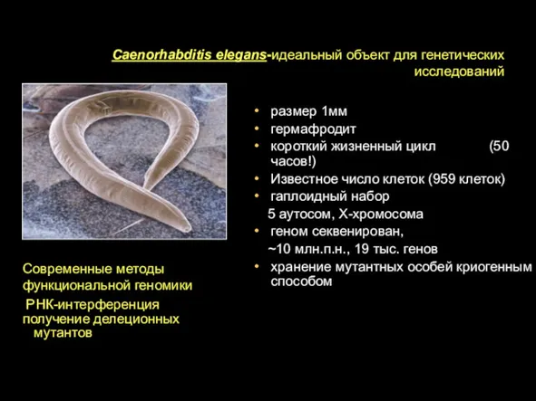 Caenorhabditis elegans-идеальный объект для генетических исследований размер 1мм гермафродит короткий