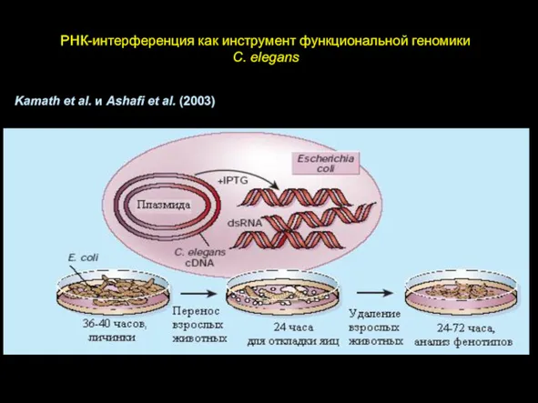РНК-интерференция как инструмент функциональной геномики C. elegans Kamath et al. и Ashafi et al. (2003)