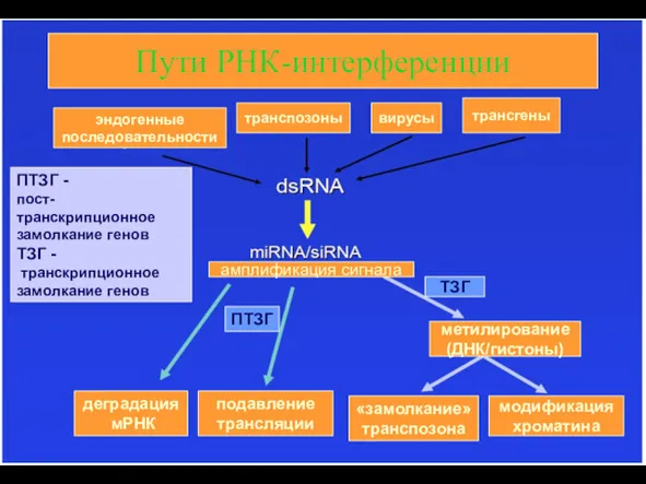 Пути РНК-интерференции эндогенные последовательности транспозоны вирусы трансгены амплификация сигнала ПТЗГ