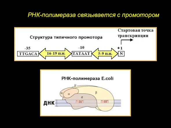 РНК-полимераза связывается с промотором -55 +20