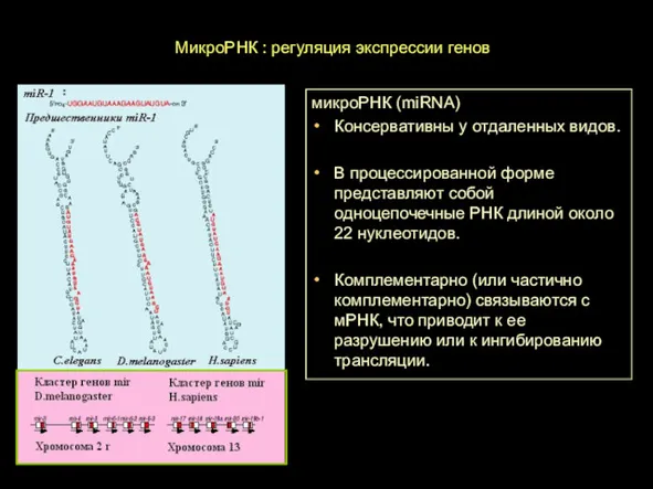 МикроРНК : регуляция экспрессии генов микроРНК (miRNA) Консервативны у отдаленных