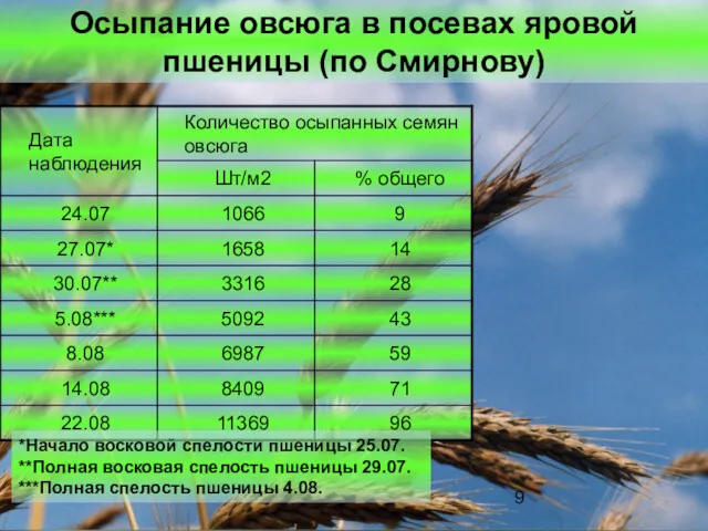 Осыпание овсюга в посевах яровой пшеницы (по Смирнову) *Начало восковой