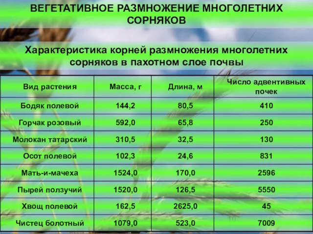 ВЕГЕТАТИВНОЕ РАЗМНОЖЕНИЕ МНОГОЛЕТНИХ СОРНЯКОВ Характеристика корней размножения многолетних сорняков в пахотном слое почвы