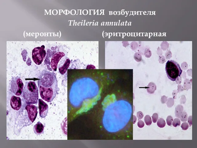 МОРФОЛОГИЯ возбудителя Theileria annulata (меронты) (эритроцитарная стадия)