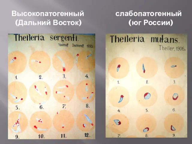 Высокопатогенный слабопатогенный (Дальний Восток) (юг России)