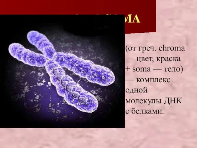 ХРОМОСОМА (от греч. chroma — цвет, краска + soma —