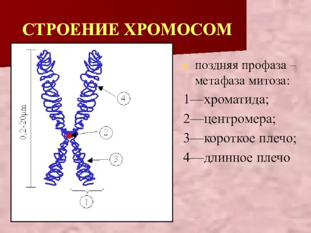 СТРОЕНИЕ ХРОМОСОМ поздняя профаза – метафаза митоза: 1—хроматида; 2—центромера; 3—короткое плечо; 4—длинное плечо