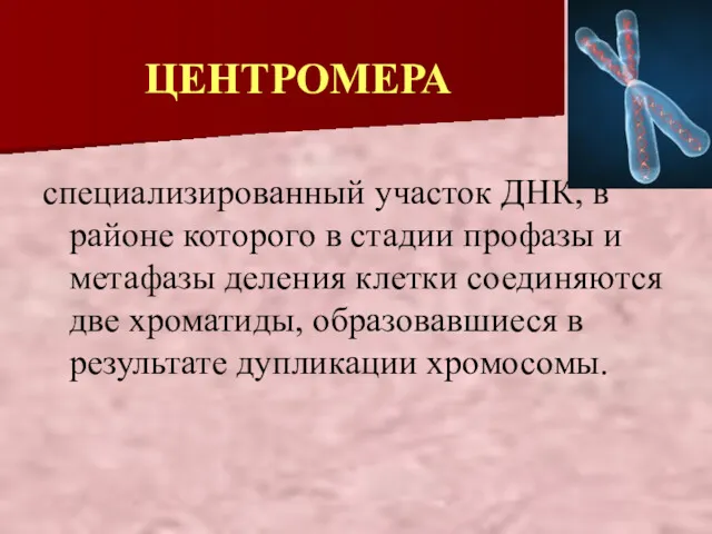 специализированный участок ДНК, в районе которого в стадии профазы и