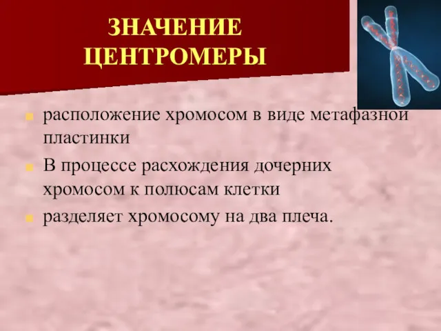 ЗНАЧЕНИЕ ЦЕНТРОМЕРЫ расположение хромосом в виде метафазной пластинки В процессе