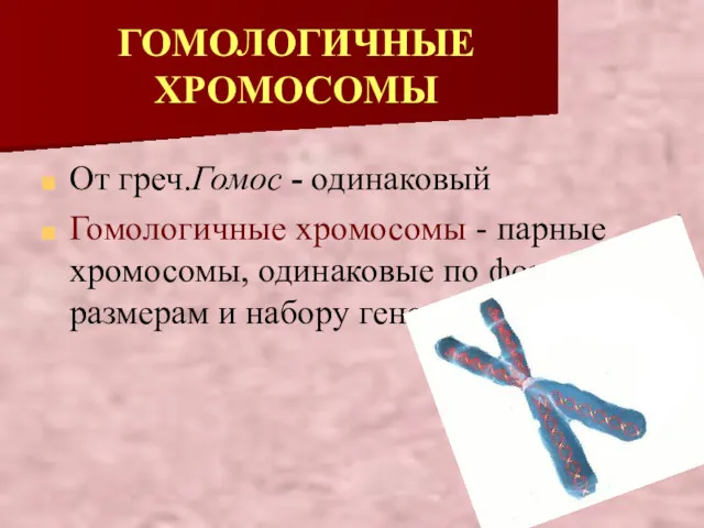 ГОМОЛОГИЧНЫЕ ХРОМОСОМЫ От греч.Гомос - одинаковый Гомологичные хромосомы - парные