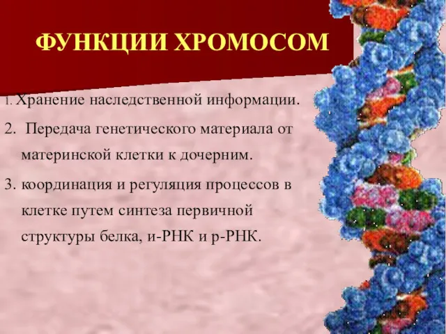 ФУНКЦИИ ХРОМОСОМ 1. Хранение наследственной информации. 2. Передача генетического материала