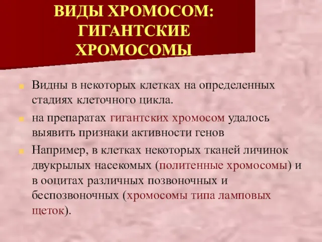 ВИДЫ ХРОМОСОМ: ГИГАНТСКИЕ ХРОМОСОМЫ Видны в некоторых клетках на определенных