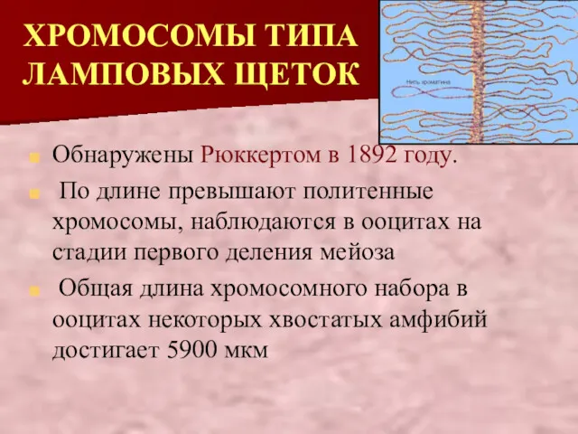 ХРОМОСОМЫ ТИПА ЛАМПОВЫХ ЩЕТОК Обнаружены Рюккертом в 1892 году. По