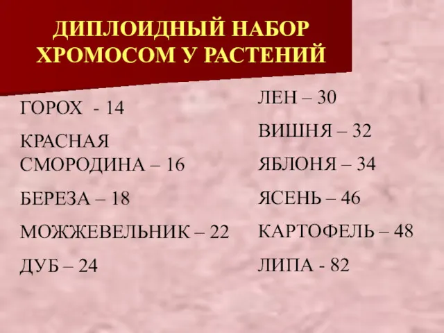 ДИПЛОИДНЫЙ НАБОР ХРОМОСОМ У РАСТЕНИЙ ГОРОХ - 14 КРАСНАЯ СМОРОДИНА