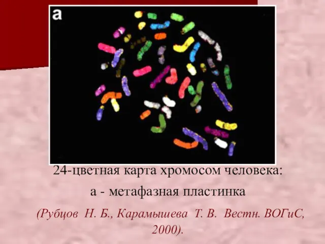 24-цветная карта хромосом человека: a - метафазная пластинка (Рубцов Н.