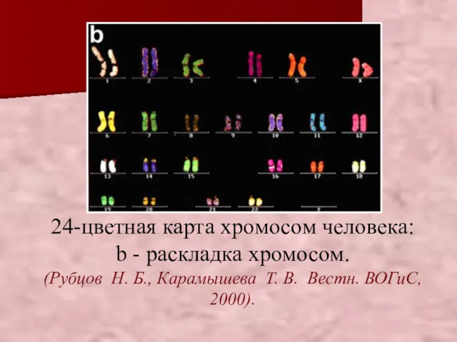 24-цветная карта хромосом человека: b - pаскладка хромосом. (Рубцов Н.