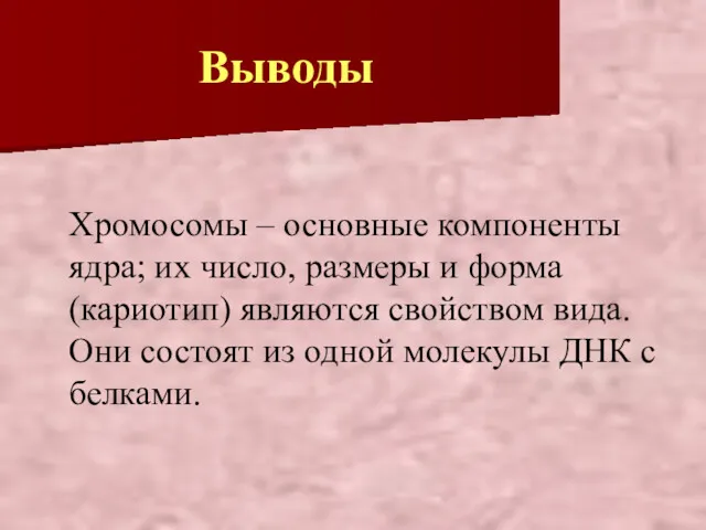 Выводы Хромосомы – основные компоненты ядра; их число, размеры и