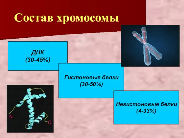 Состав хромосомы ДНК (30-45%) Гистоновые белки (30-50%) Негистоновые белки (4-33%)