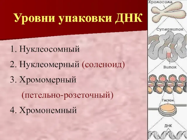 Уровни упаковки ДНК 1. Нуклеосомный 2. Нуклеомерный (соленоид) 3. Хромомерный (петельно-розеточный) 4. Хромонемный