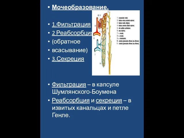 Мочеобразование. 1.Фильтрация 2 Реабсорбция (обратное всасывание) 3.Секреция Фильтрация – в