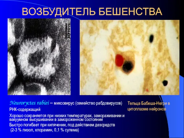 ВОЗБУДИТЕЛЬ БЕШЕНСТВА Neuroryctes rabiei – миксовирус (семейство рабдовирусов) РНК-содержащий Хорошо