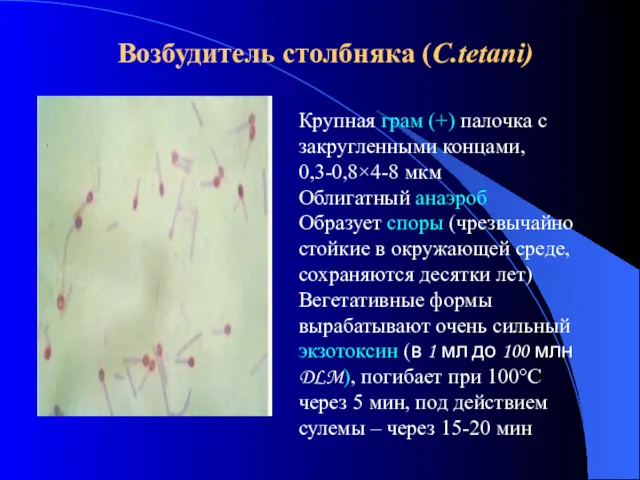 Возбудитель столбняка (C.tetani) Крупная грам (+) палочка с закругленными концами,