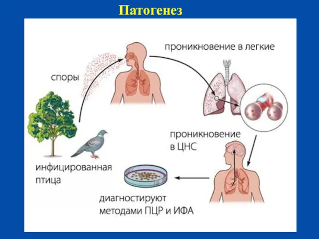 Патогенез