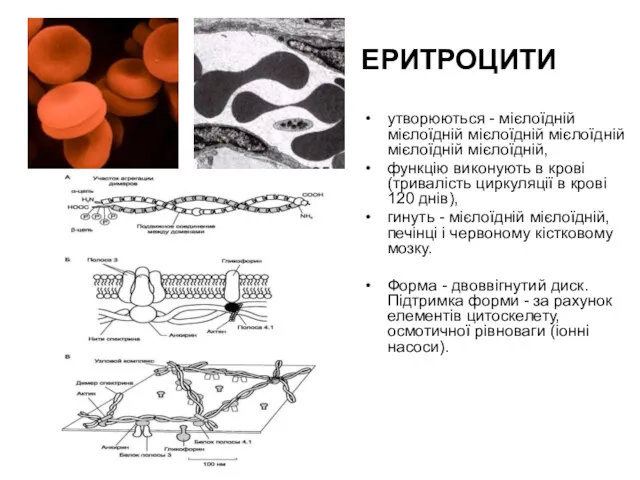 ЕРИТРОЦИТИ утворюються - мієлоїдній мієлоїдній мієлоїдній мієлоїдній мієлоїдній мієлоїдній, функцію