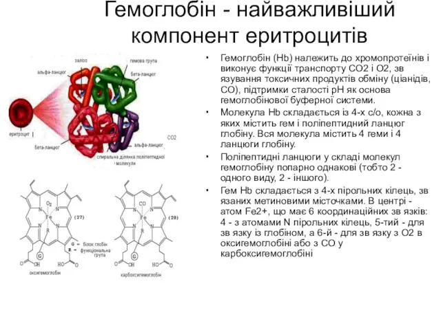 Гемоглобін - найважливіший компонент еритроцитів Гемоглобін (Hb) належить до хромопротеїнів