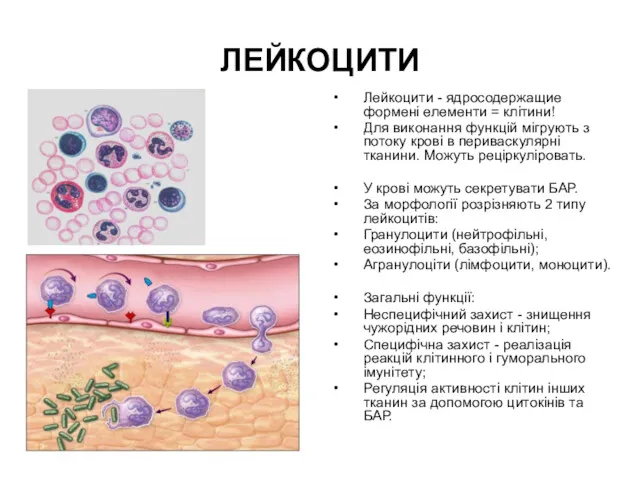 ЛЕЙКОЦИТИ Лейкоцити - ядросодержащие формені елементи = клітини! Для виконання