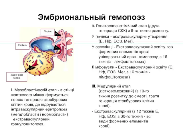 Эмбриональный гемопоэз I. Мезобластіческій етап - в стінці жовткового мішка